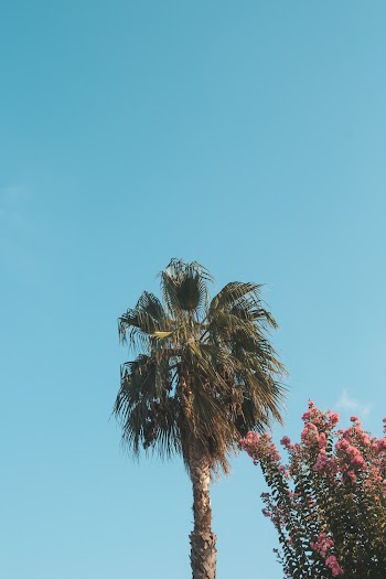 Green Palm Leaf Tree