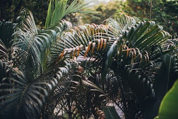 Green Palm Leafed Plants