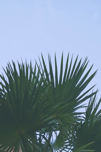 Green Palm Plant