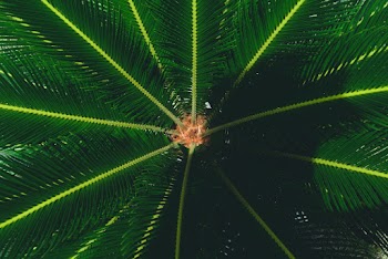 Green Palm Plant in Close-up Photography