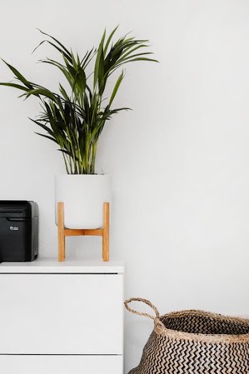 green palm plant in white pot