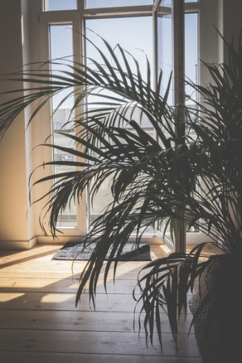 Green Palm Plant Inside Room
