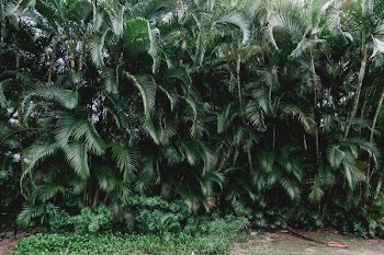 green palm plants during daytime