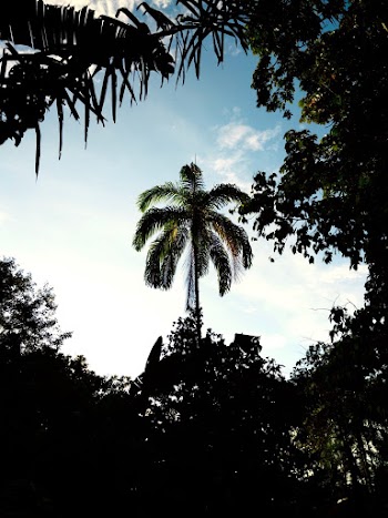 Green Palm Tree