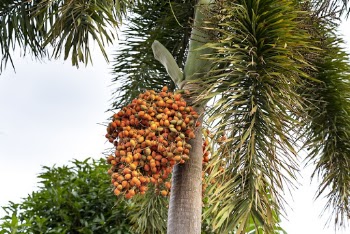 Green Palm Tree