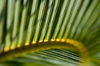 green palm tree