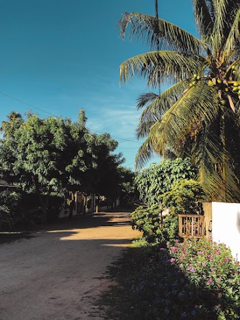 Green Palm Tree
