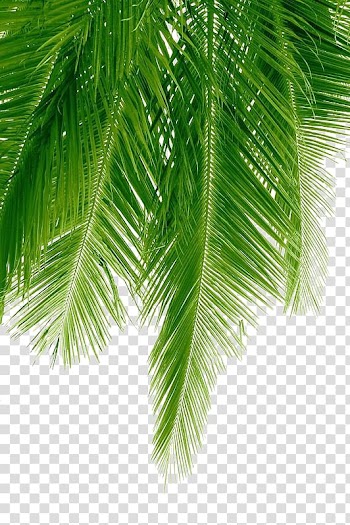 Green palm tree, Arecaceae Coconut, Palm leaves transparent background PNG clipart