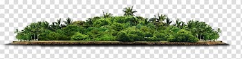 Green palm tree island, Tree , forest transparent background PNG clipart