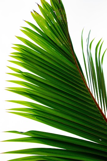 Green Palm Tree Leaf