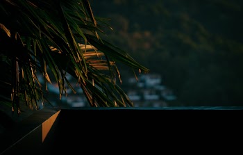 Green Palm Tree Near Balcony on Sunset Photo