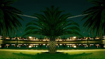 green palm tree near lake