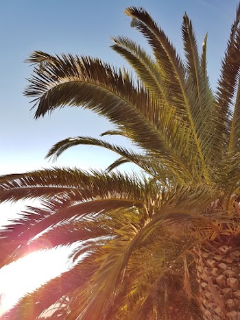 Green Palm Tree Photo