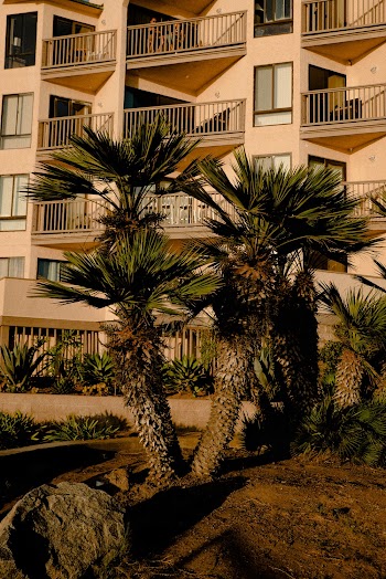 Green Palm Trees