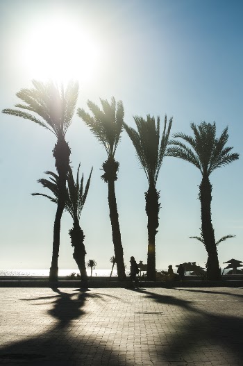 Green Palm Trees