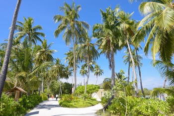 Green Palm Trees