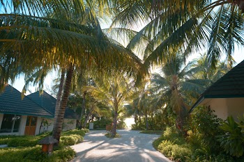 Green Palm Trees