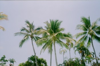 Green Palm Trees