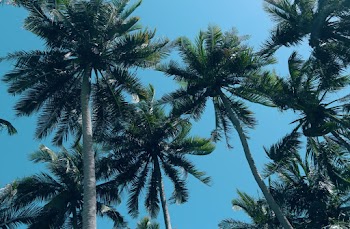 Green Palm Trees