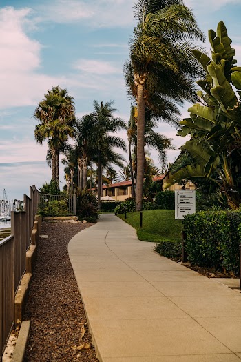 Green Palm Trees