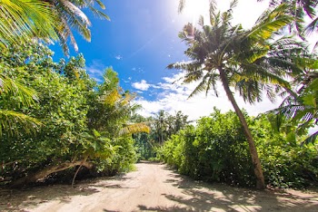 Green Palm Trees Across White Clouds