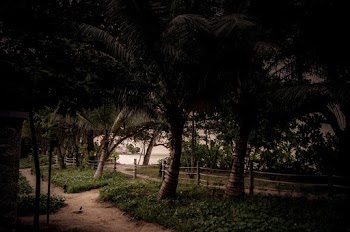 Green Palm Trees Along  Wooden Fence