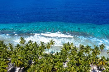 Green Palm Trees and Body of Water