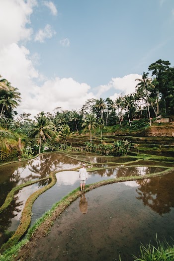 Green Palm Trees and Rice Stair Scenery