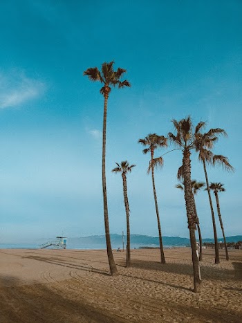 Green Palm Trees Near Beach Under Blue Skies