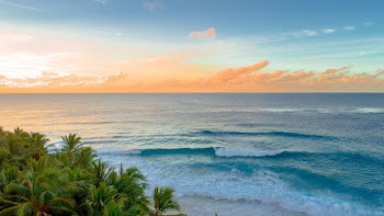 Green Palm Trees Near Ocean Water