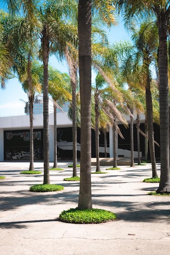 Green Palm Tress