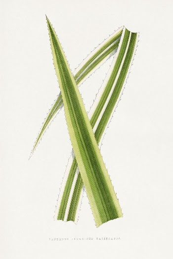 Green Pandanus Javanicus Variegatus leaf | Free Photo Illustration - rawpixel