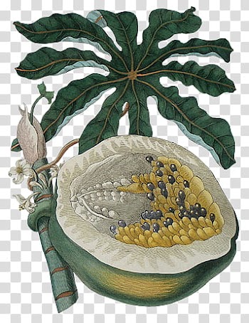 Green papaya fruit and leaf illustration transparent background PNG clipart