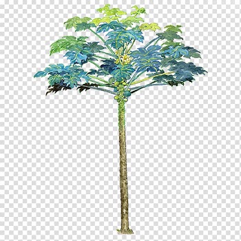 Green papaya salad Tree, material Papaya Tree Free buckle transparent background PNG clipart
