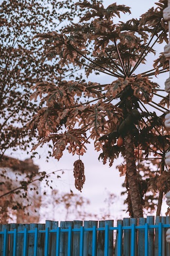 Green Papaya Tree