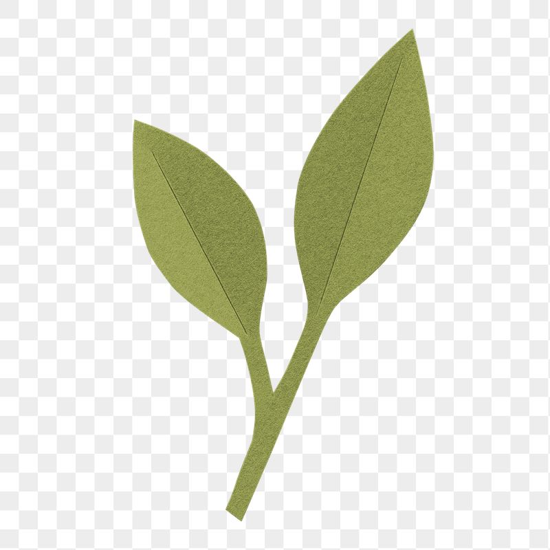 Green paper leaf png sticker, | Free PNG - rawpixel