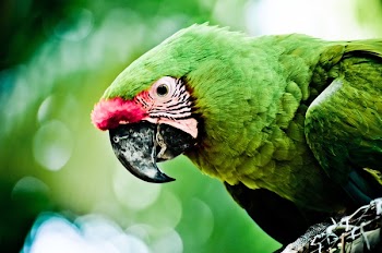 Green Parrot