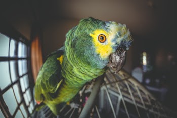 Green Parrot