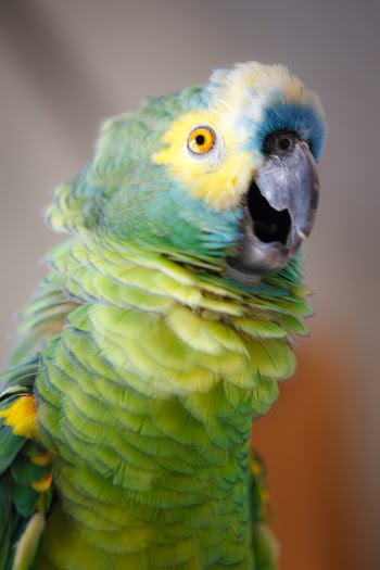 Green Parrot
