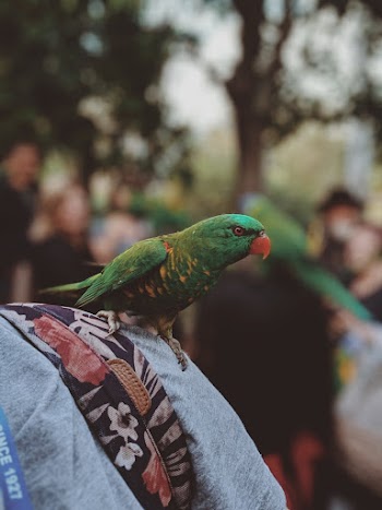 Green Parrot