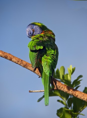 Green Parrot on Tree Branch