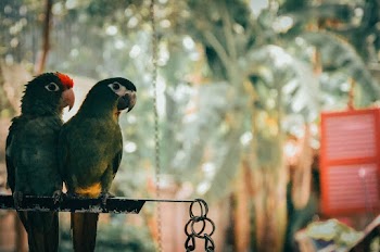 Green Parrots