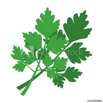 Green parsley branch