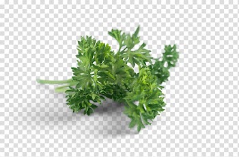 Green parsley leaves, Herb Rainfresh (Vic) Pty. Ltd. Vegetable Rainfresh Vic, parsley transparent background PNG clipart