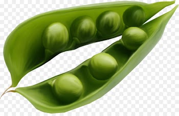 Green Pea Vegetarian cuisine Ervilha Petit Pois Legume - pea 