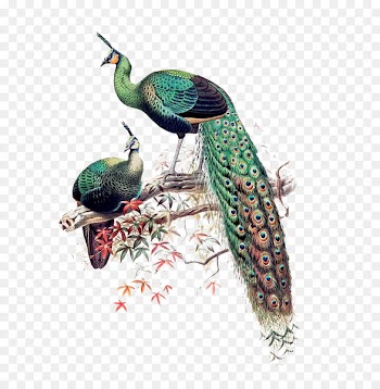 Green peafowl Asiatic peafowl Bird Java Phasianidae - China Wind Peacock Maple branches 