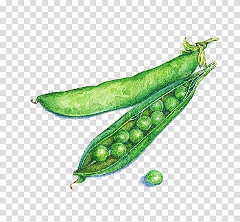 Green peas illustration, Pea Illustrator Watercolor painting Food Illustration, Pea pod watercolor transparent background PNG clipart