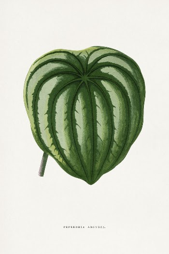 Green Peperomia Argyrea leaf illustration | Free Photo Illustration - rawpixel