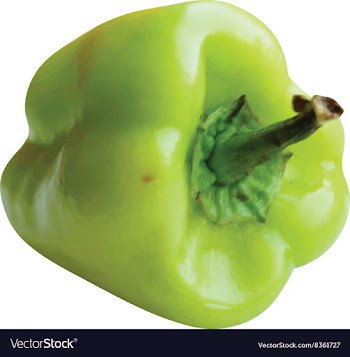 Green Pepper on an Isolated White Background vector image