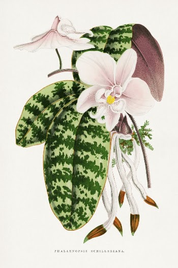 Green Phalaenopsis Schilleriana leaf illustration | Free Photo Illustration - rawpixel